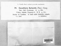 Cucurbitaria berberidis image